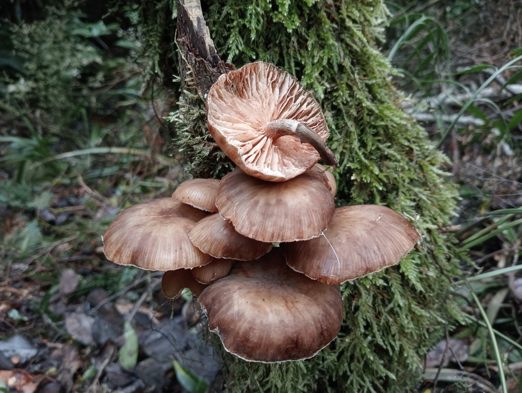 Armillaria novae-zelandiae · May 2025 · photo: © john_barkla (iNaturalist, cc0)
