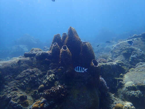 Barrel Sponge
