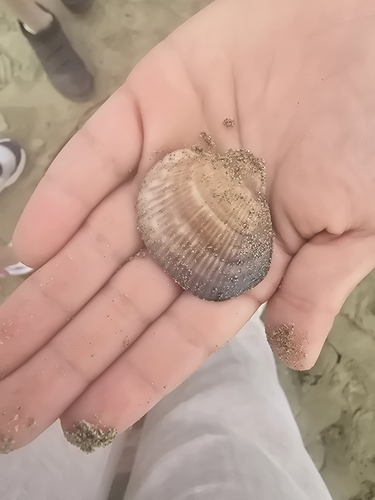 Glycymeris nummaria