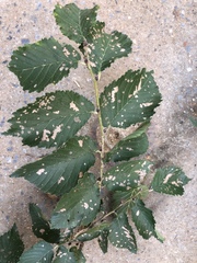 Xanthogaleruca luteola