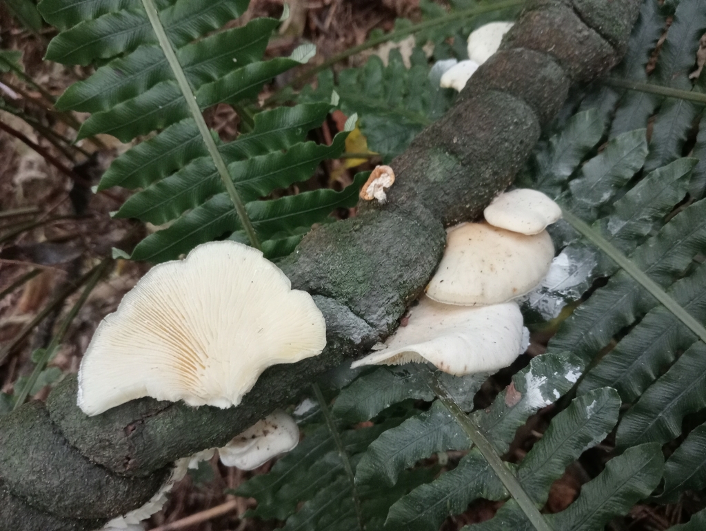 Conchomyces bursiformis · May 2025 · photo: © john_barkla (iNaturalist, cc0)