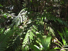 Stenochlaena palustris