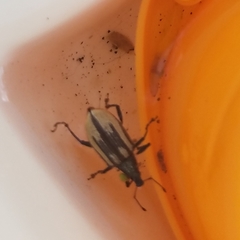 Diaprepes abbreviatus