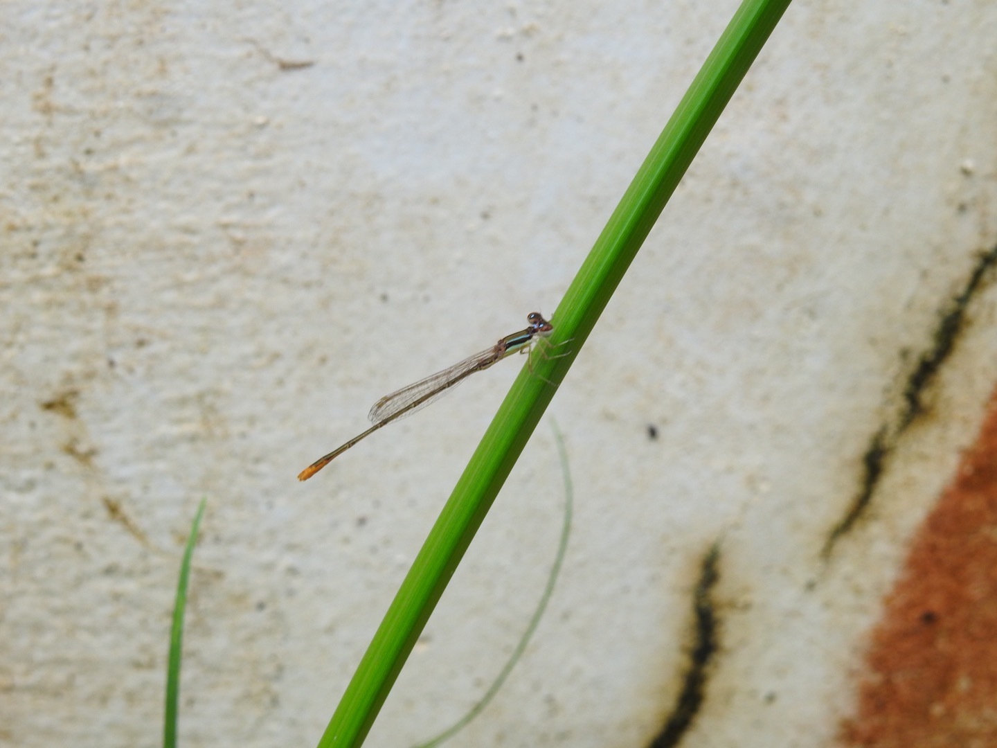 Pygmy Dartlet