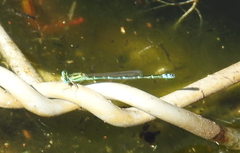 Austroagrion exclamationis
