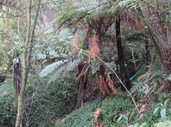 Pseudopanax arboreus