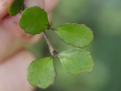 Melicytus micranthus