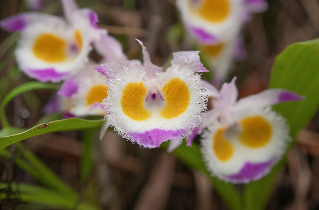 Dendrobium devonianum; photograph (c) Morten Ross, some rights reserved (CC BY)