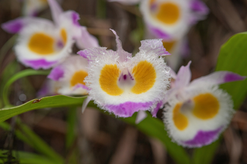 Dendrobium devonianum, photograph 1