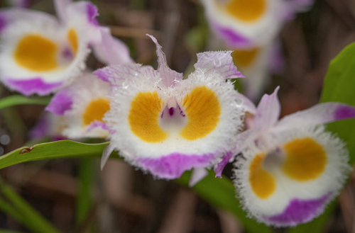 Dendrobium devonianum, photograph 2