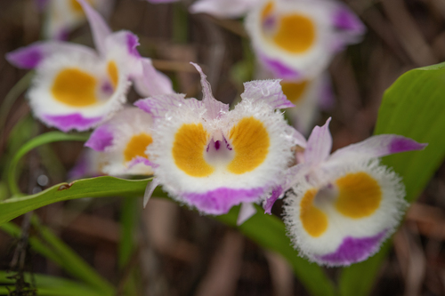 Dendrobium devonianum, photograph 3