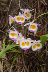 (c) Morten Ross, some rights reserved (CC BY) Dendrobium devonianum, photograph (c) Morten Ross, some rights reserved (CC BY)
