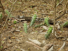 Echinocereus berlandieri