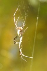 Argiope radon