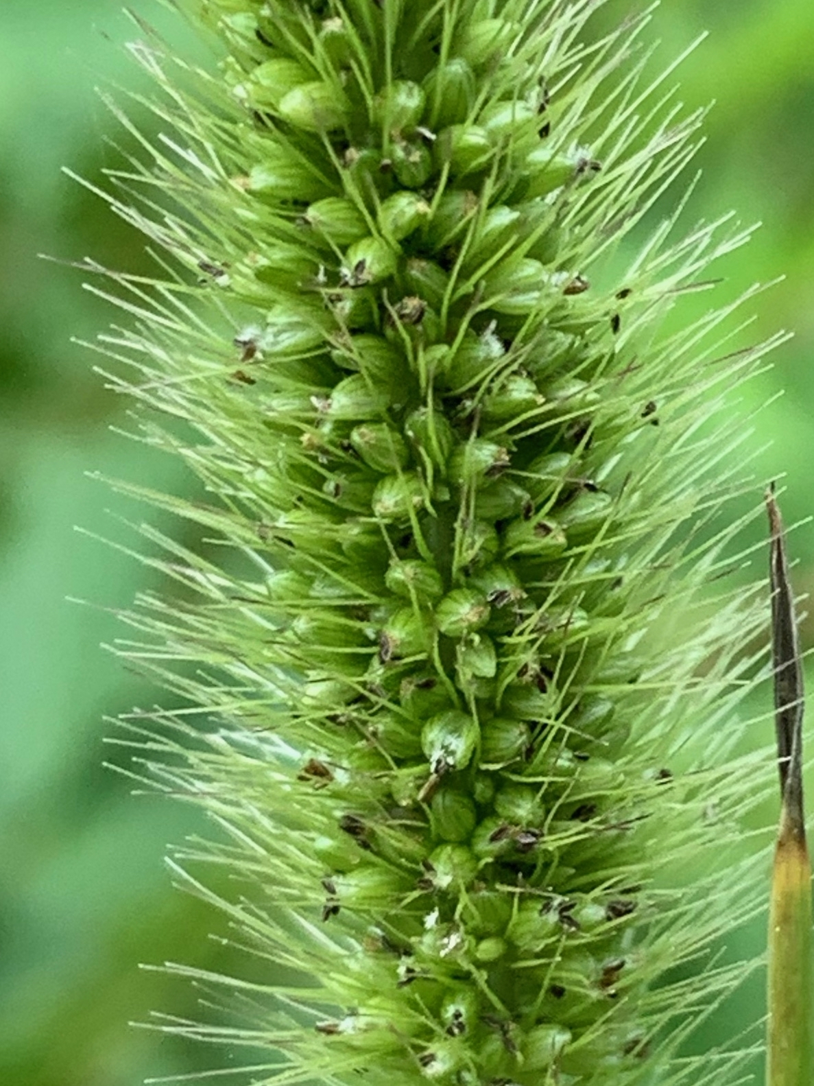 Green Bristle Grass (Setaria viridis) · iNaturalist NZ