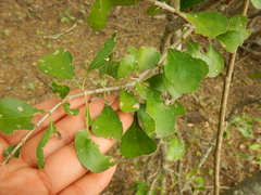 Randia obcordata