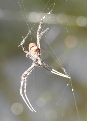 Argiope radon