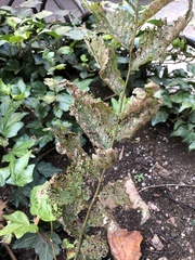 Xanthogaleruca luteola