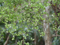 Melicytus micranthus