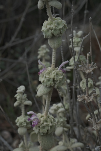 Pseudodictamnus mediterraneus, photograph 2