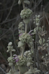 (c) fmunoz, some rights reserved (CC BY) Pseudodictamnus mediterraneus, photograph (c) fmunoz, some rights reserved (CC BY)