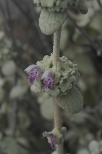 Pseudodictamnus mediterraneus, photograph 3