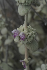 (c) fmunoz, some rights reserved (CC BY) Pseudodictamnus mediterraneus, photograph (c) fmunoz, some rights reserved (CC BY)
