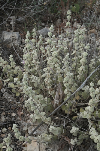 Pseudodictamnus mediterraneus, photograph 4
