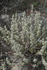(c) fmunoz, some rights reserved (CC BY) Pseudodictamnus mediterraneus, photograph (c) fmunoz, some rights reserved (CC BY)
