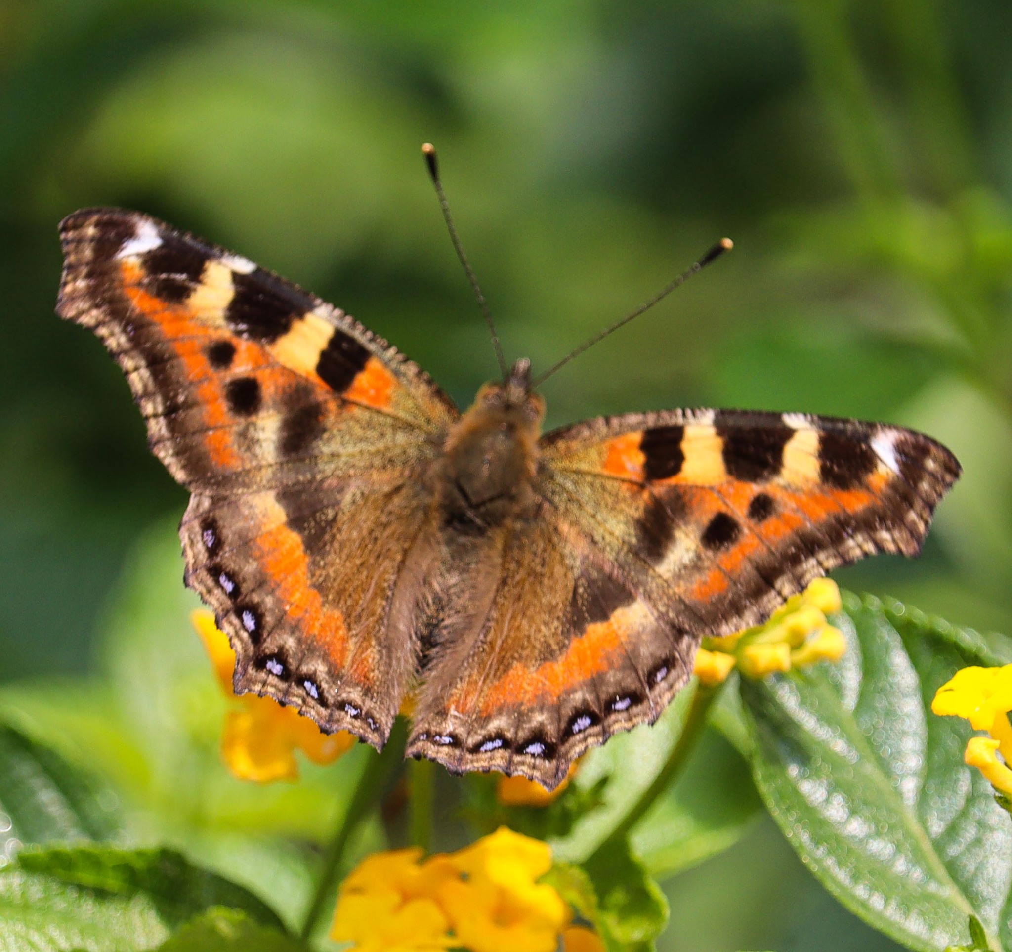 Indian Tortoiseshell