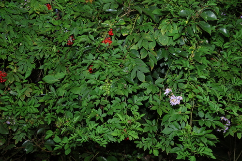 Brazilian Nightshade