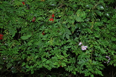 Brazilian Nightshade