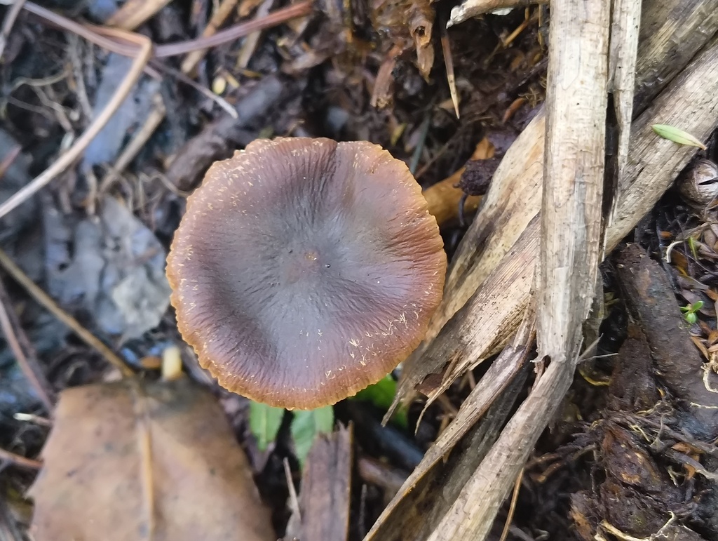 Descolea · April 2025 · photo: © zedt (iNaturalist, cc-by)
