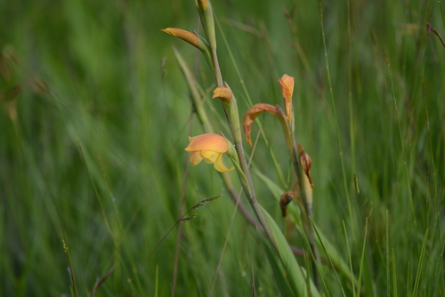 Dragon's-head Lily