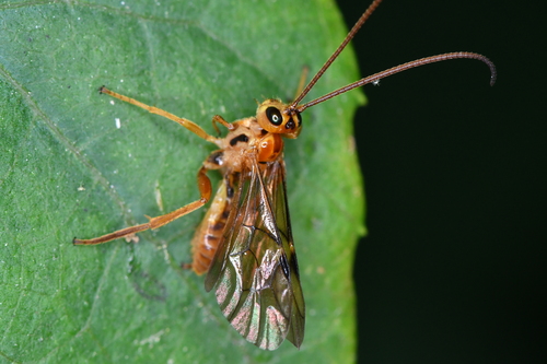Scolobates testaceus