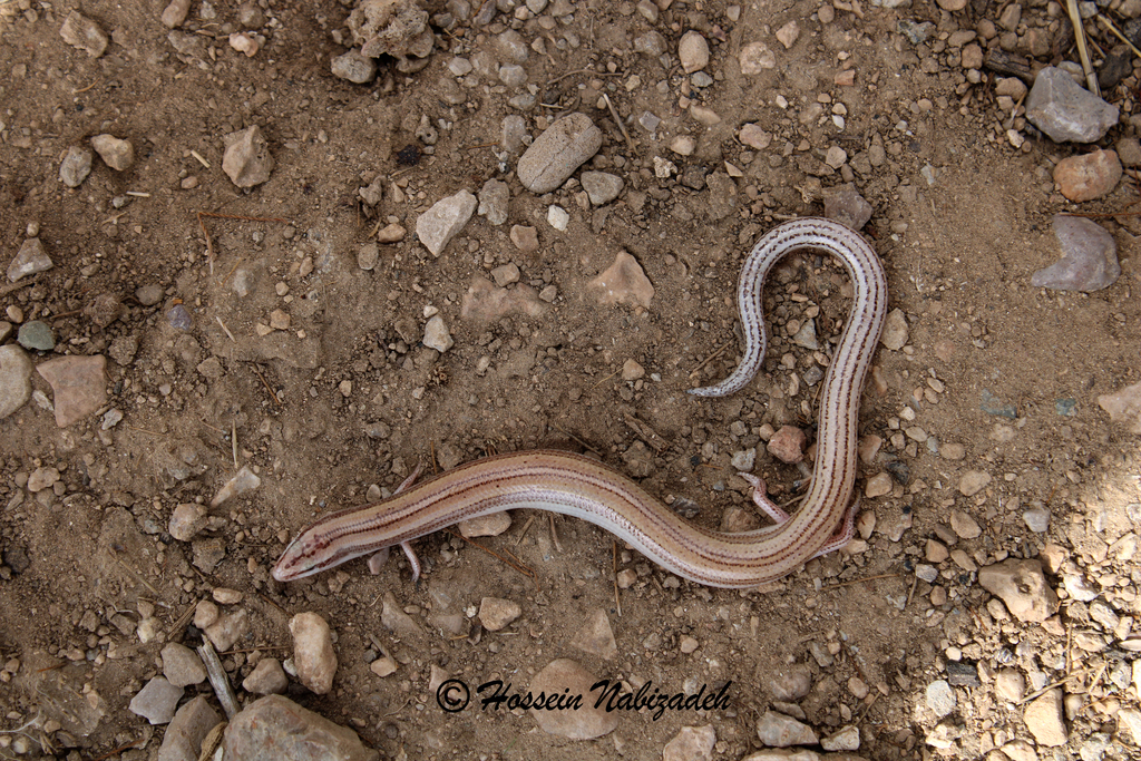 Short-Legged Snake Skink