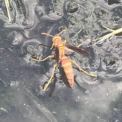Polistes arizonensis