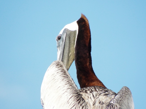 Brown Pelican photographed in South Carolina