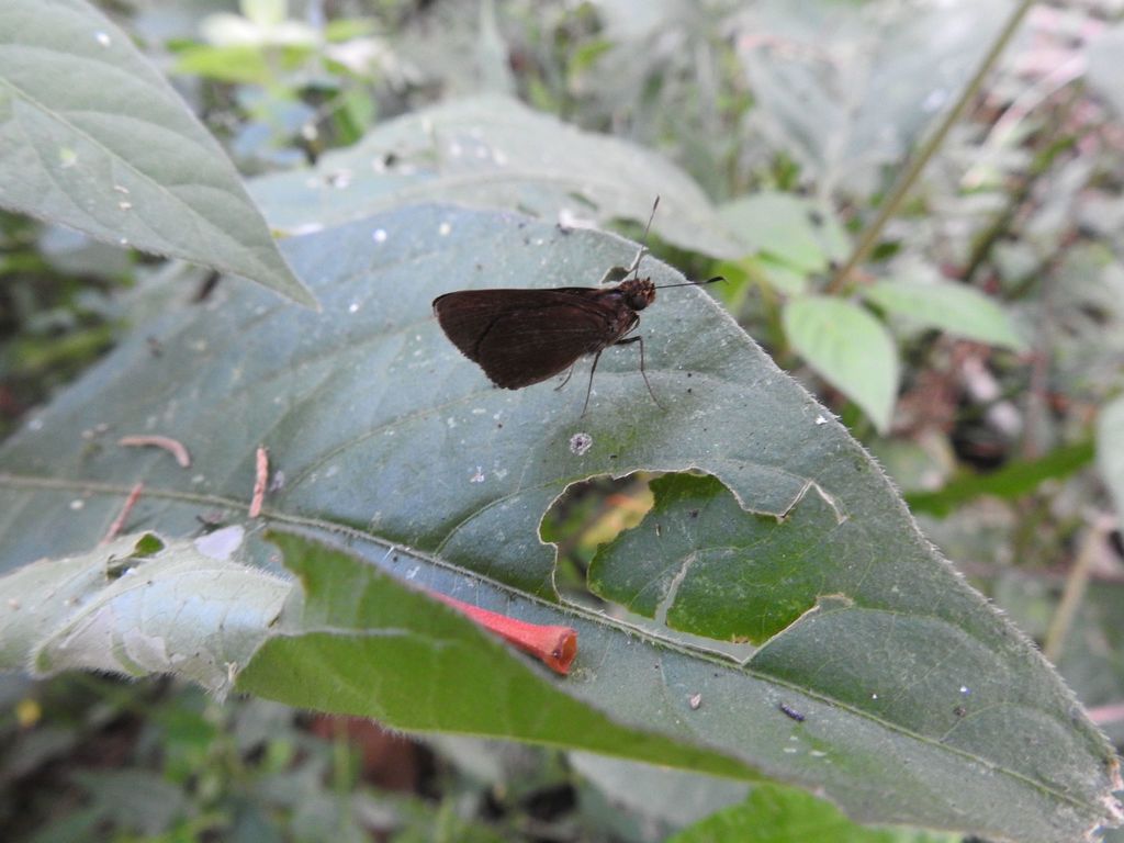 Veleda Skipper