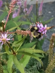 Bombus vagans bolsteri