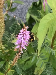 Bombus vagans bolsteri