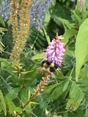 Bombus vagans bolsteri