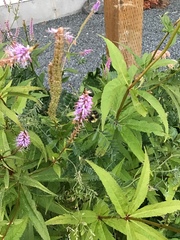Bombus vagans bolsteri