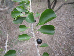 Randia obcordata