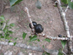 Randia obcordata