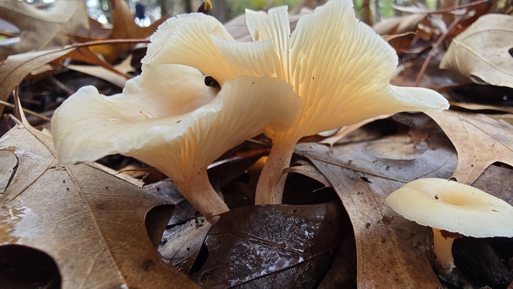 Omphalotus nidiformis · May 2025 · photo: © xanthosia (iNaturalist, cc-by)