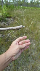 Eragrostis atrovirens