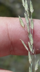 Eragrostis atrovirens