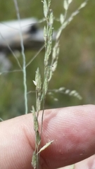 Eragrostis atrovirens
