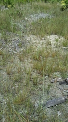 Eragrostis atrovirens